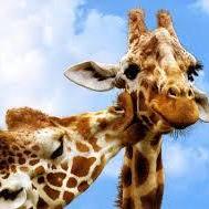 Cute, Giraffe, Necklace, Giraffe, Initial,..
